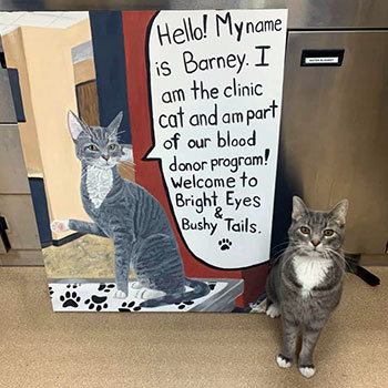 A canvas created by Bright Eyes and Bushy Tails' veterinary assistant, Belou