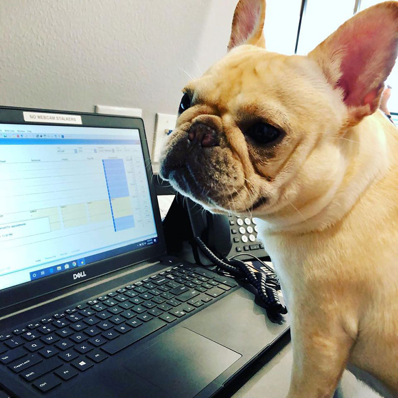 Spring TX Cute Concierge Appointment - French Bull Dog