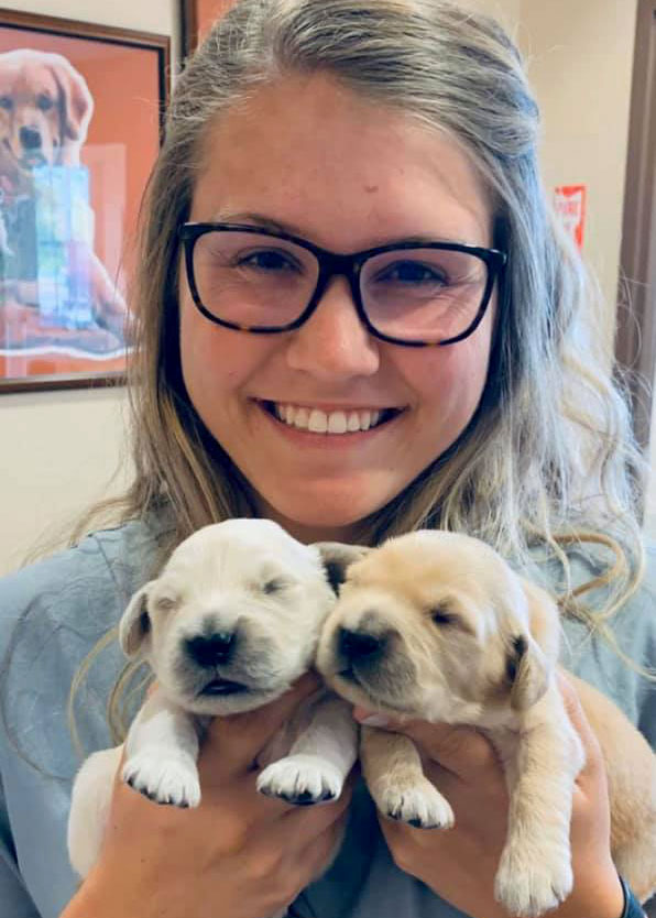 Shelby, NC Veterinary with Golden Retrieve Puppies