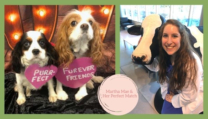 How a Cavalier Named Martha Mae Found Her Perfect Match