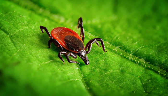 Protect Yourself from Ticks This Season