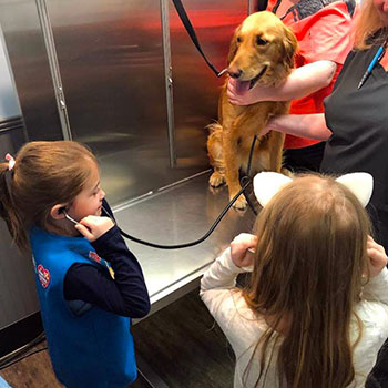 A Girl Scout listening to a dog's heartbeat at Cologne Animal Hospital