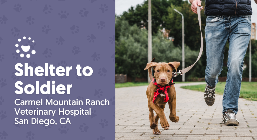 Carmel Mountain Ranch Veterinary Hospital: Shelter To Soldier
