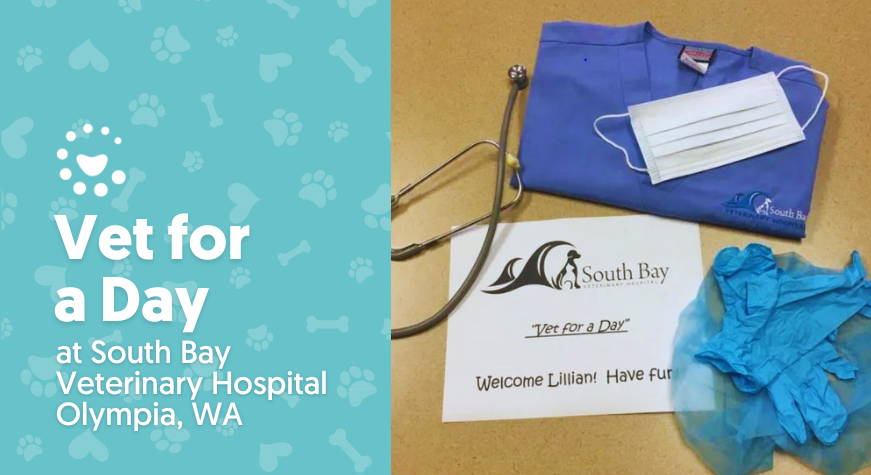 Veterinarian for a Day at South Bay Veterinary Hospital