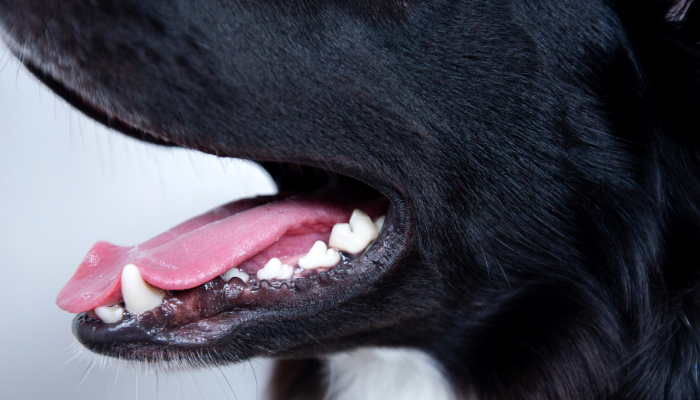 The TechLife Team Talks Pet Dental Health