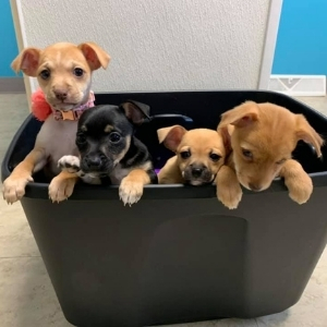 Academy Animal Hospital