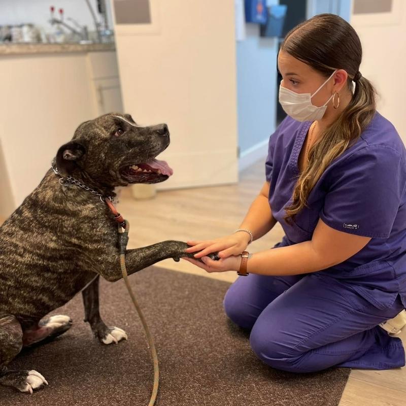 Barnstable Animal Hospital