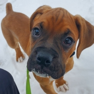 Berrien puppy in snow