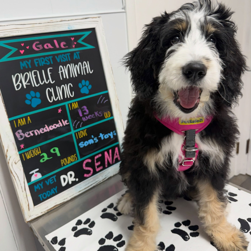 Brielle Animal Clinic