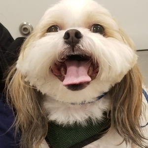 Chase Veterinary Clinis - Smiling dog