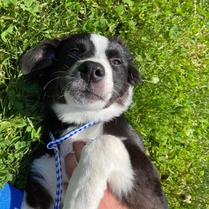 Clarkson Veterinary Hospital