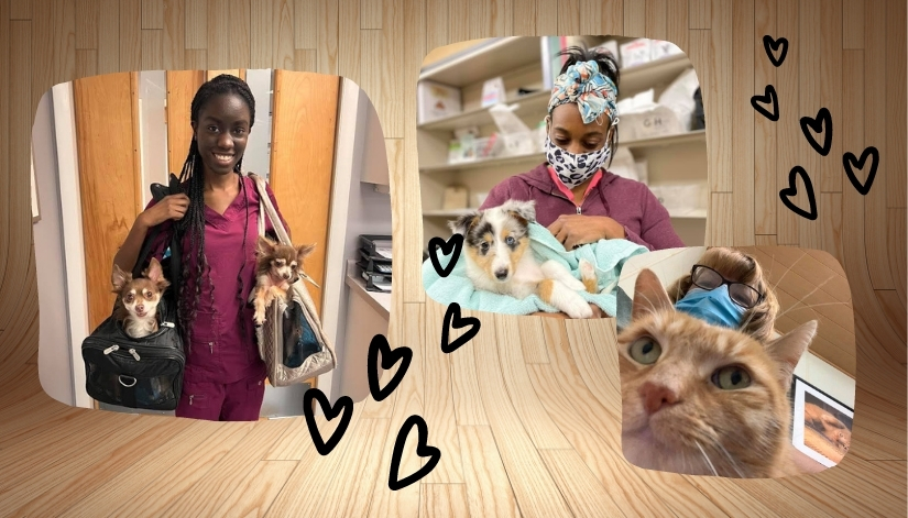 Hugs for our Smaller Patients (and Clinic Cats!)