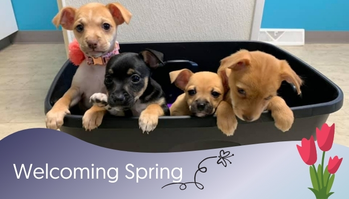 Celebrating Spring & National Puppy Day