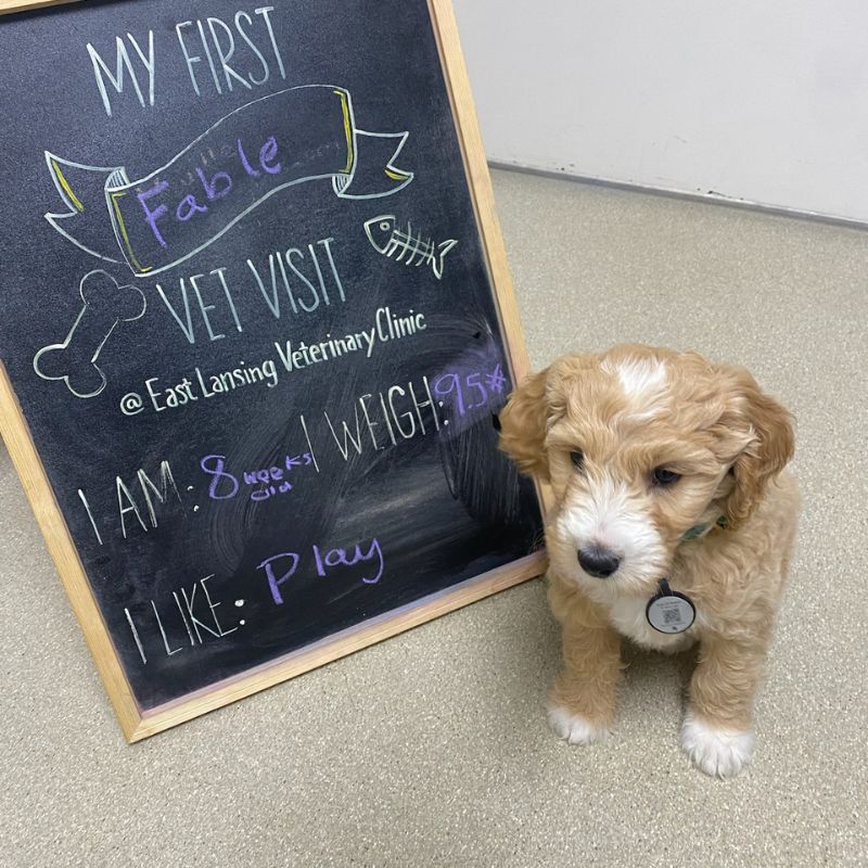 East Lansing Veterinary Clinic