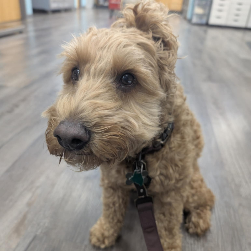 Animal Emergency Clinic of Mid-Maine