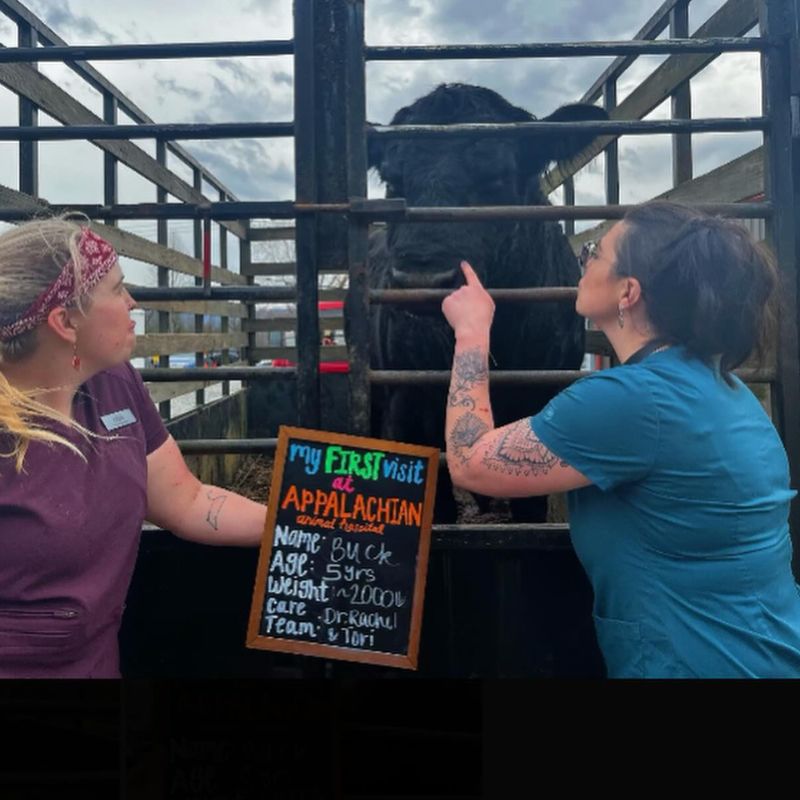 Appalachian Animal Hospital