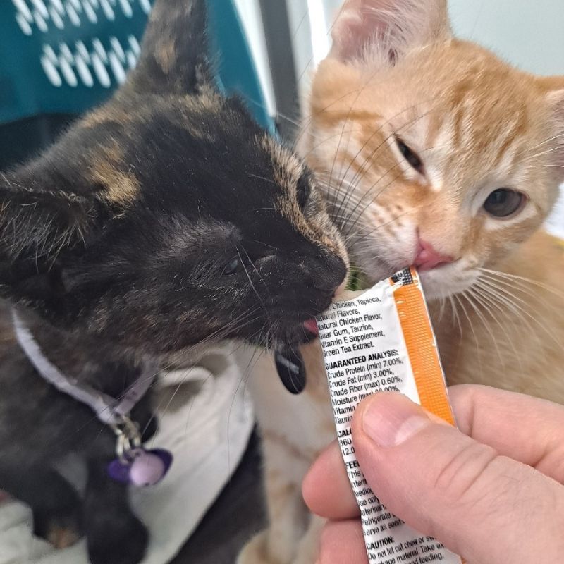 Bethany Centennial Animal Hospital