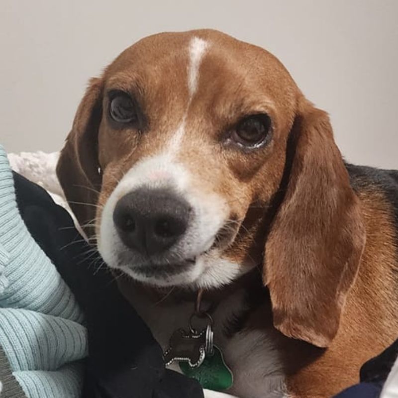 Horton Animal Hospital