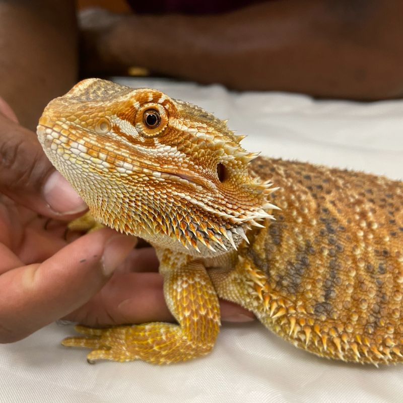 Integrative Animal Hospital of Central Florida