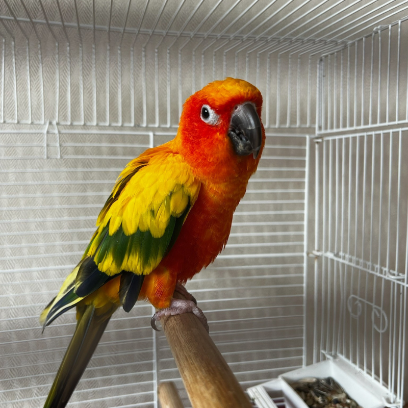 Lassiter Animal Hospital 