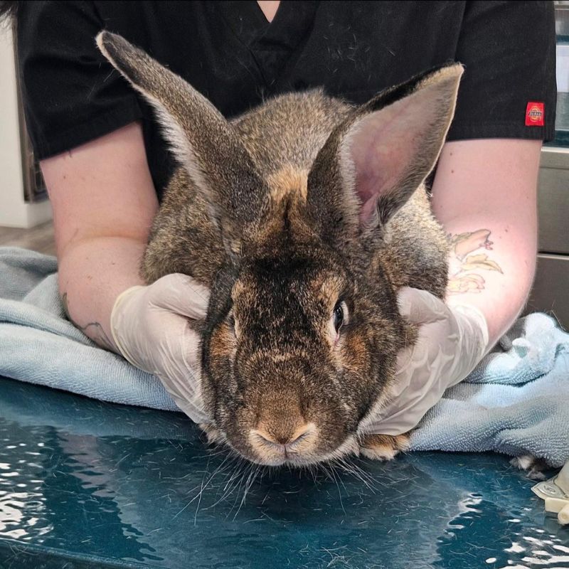 Norwell Veterinary Hospital