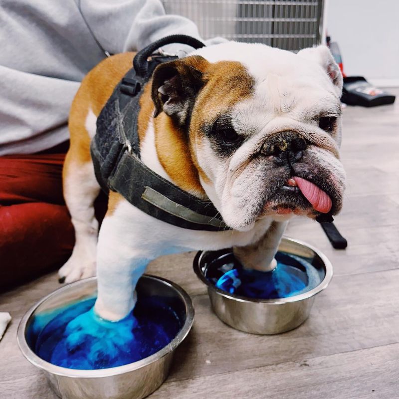 Norwell Veterinary Hospital