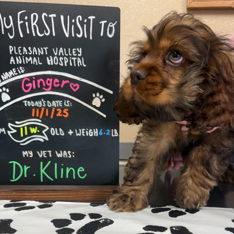 Pleasant Valley Animal Hospital