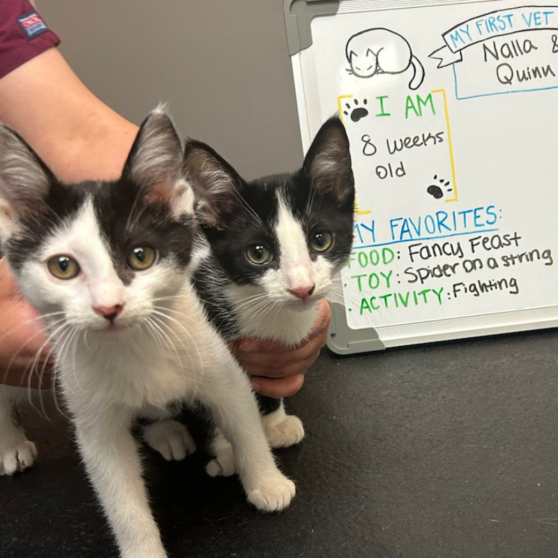 Rand Road Animal Clinic