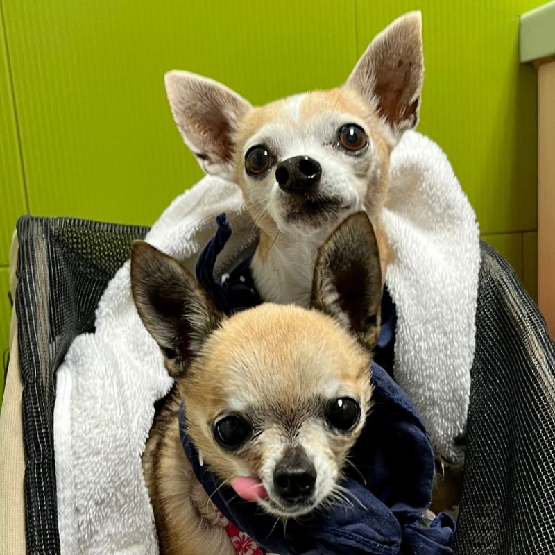 Rose City Veterinary Hospital