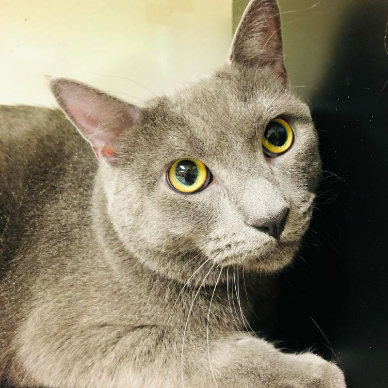 Springfield Animal Hospital