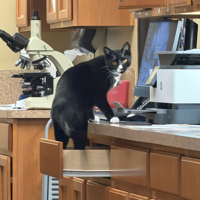 Stonebridge Veterinary Hospital