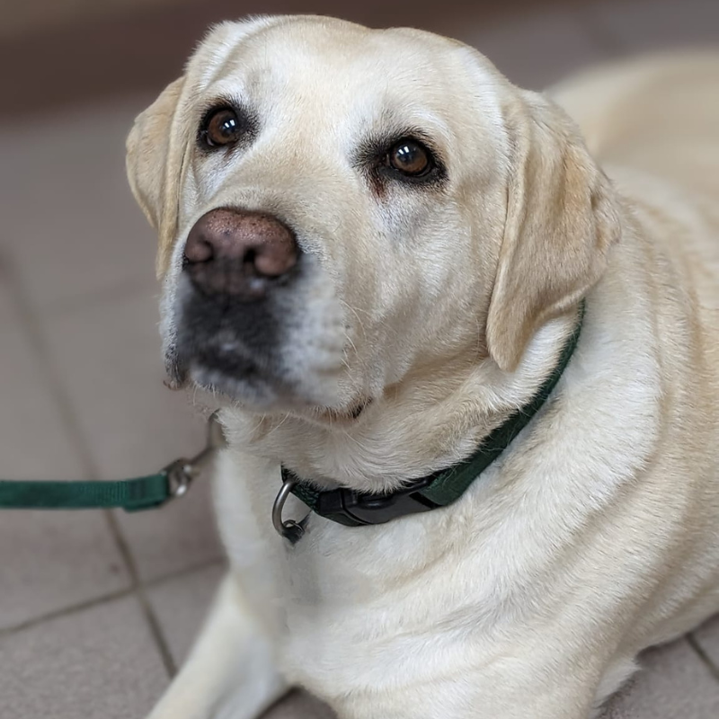 Valley Veterinary Hospital