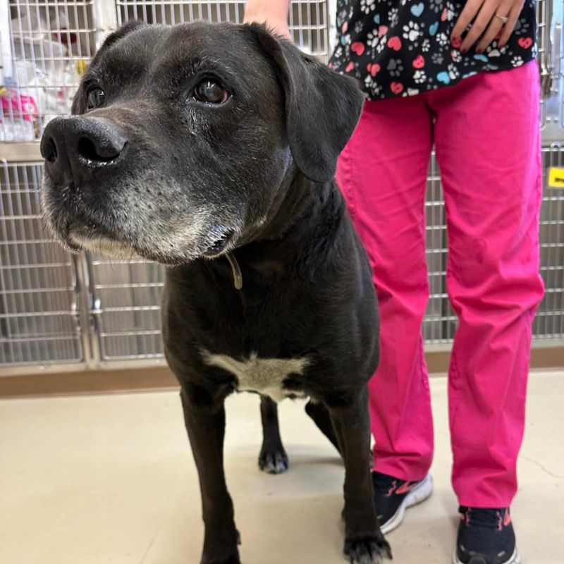 Laughery Valley Veterinary Hospital