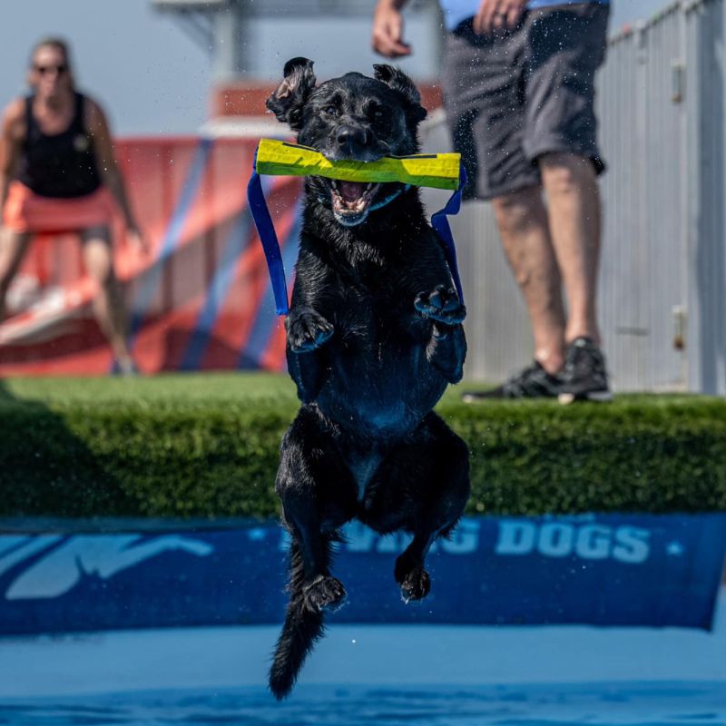 Armadale Animal Hospital