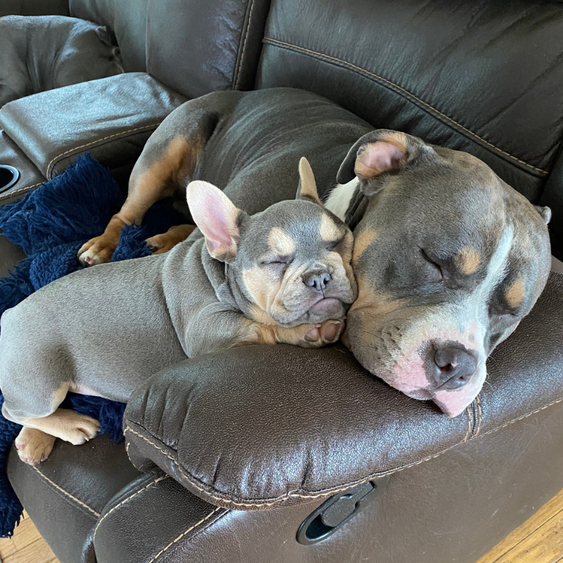 Lucky Pet Animal Hospital