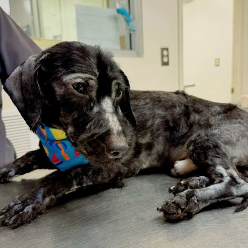 Opelika Animal Hospital  