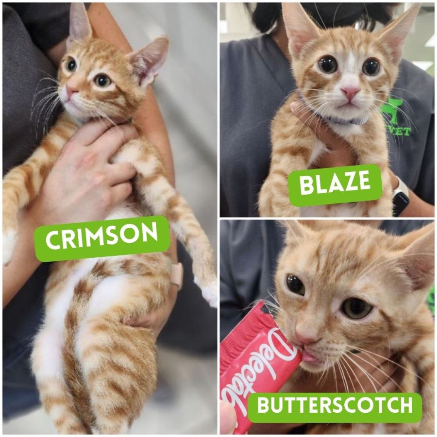 PetVet Animal Hospital