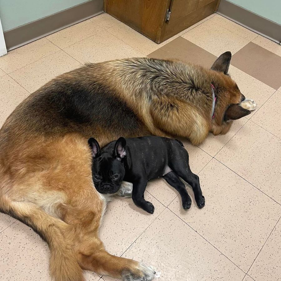 Plantation Animal Clinic