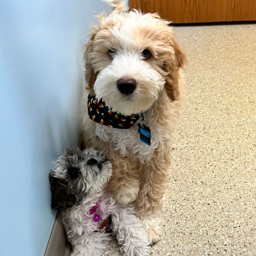 St Charles Veterinary Clinic