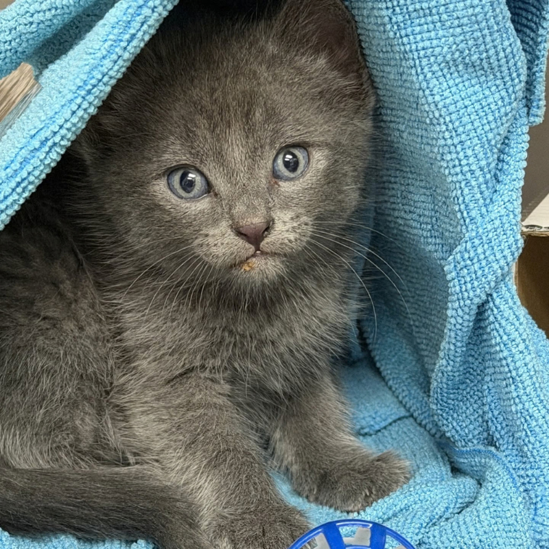 St. Charles Veterinary Clinic