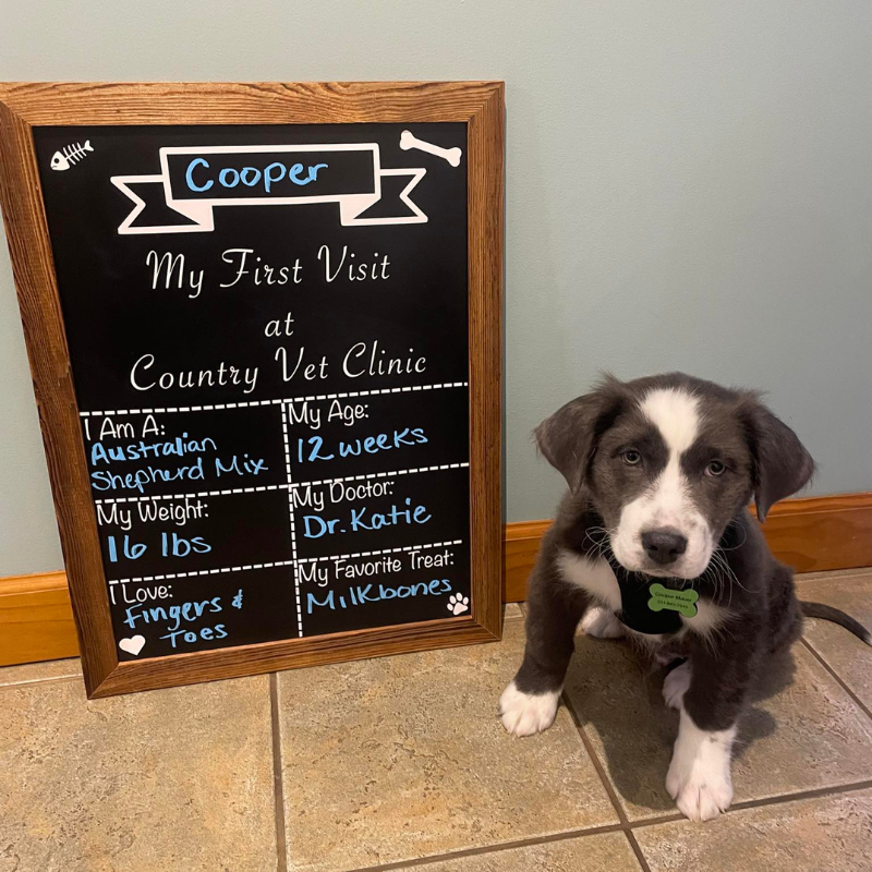 Country Veterinary Clinic