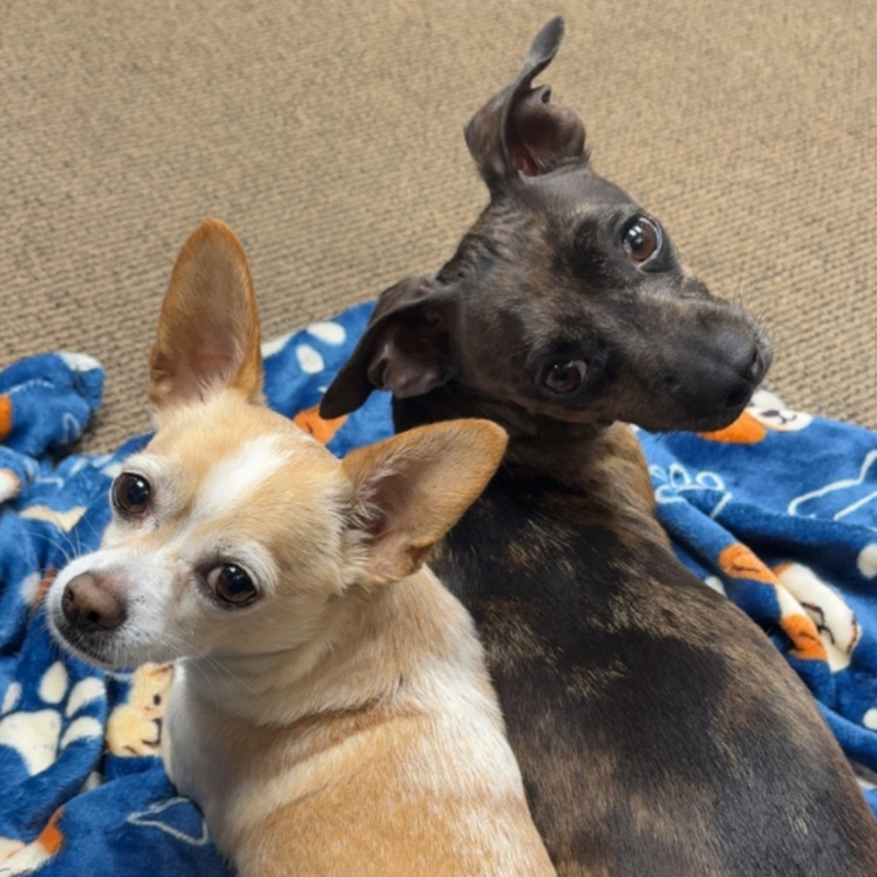 Alex-Bell Veterinary Clinic