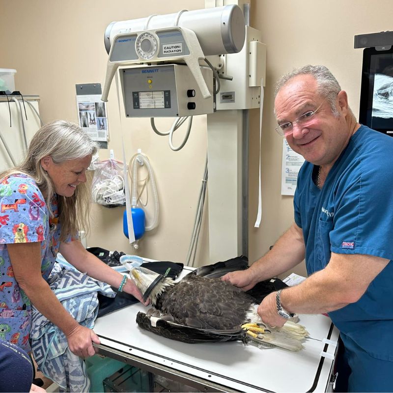 Appalachian Animal Hospital