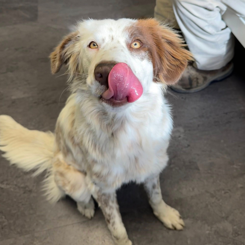 Animal Care Center of Hays County 