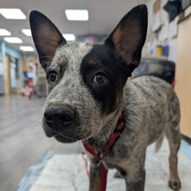 Animal Emergency Clinic of Mid-Maine