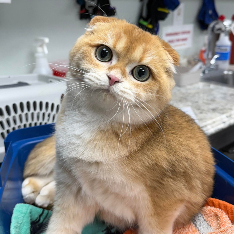 Animal Hospital of Gordon County