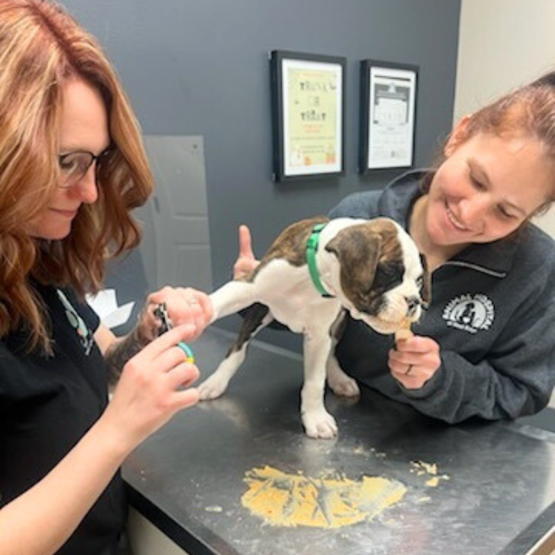 Animal Hospital at West Ridge