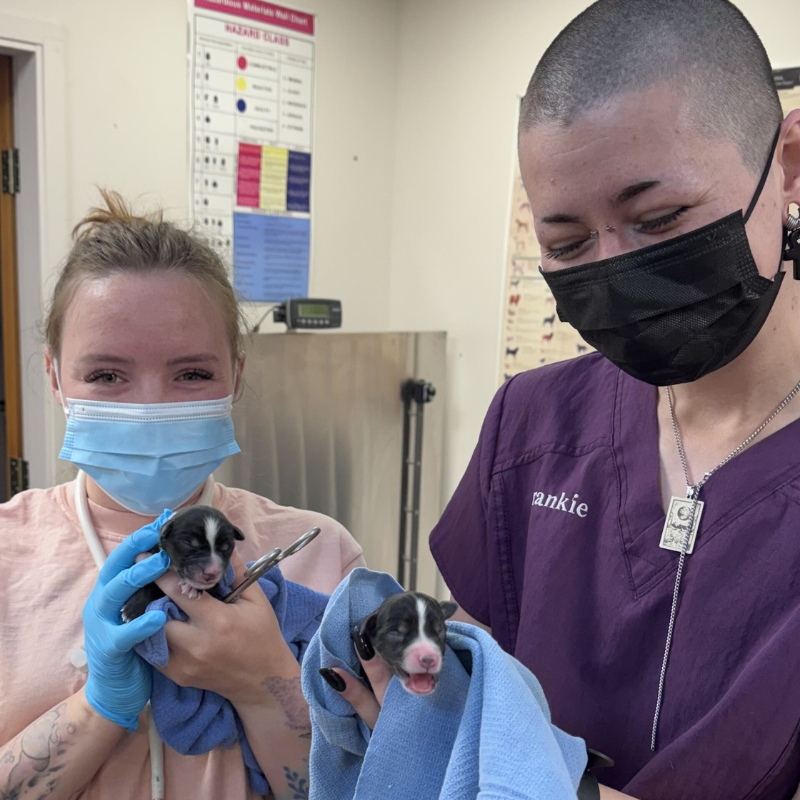 At Home Veterinary Care
