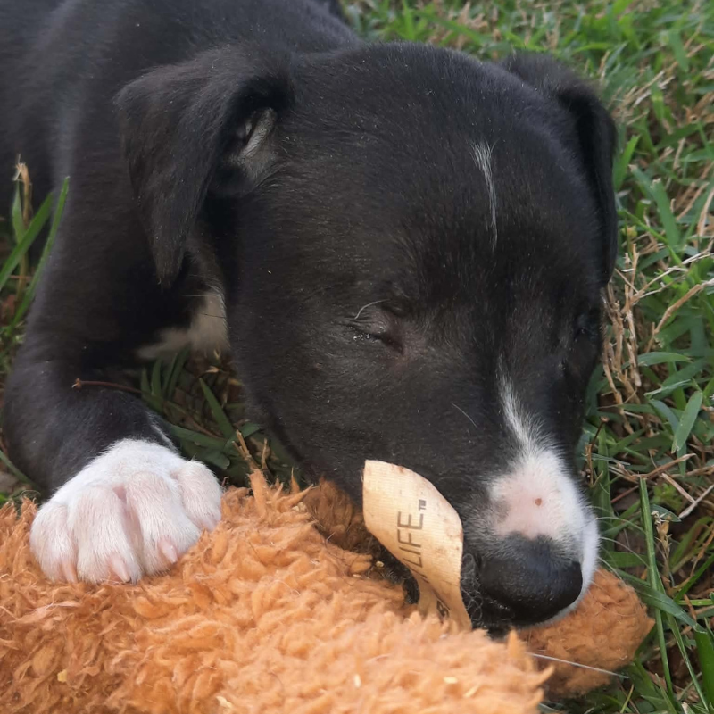 Boulevard Animal Hospital