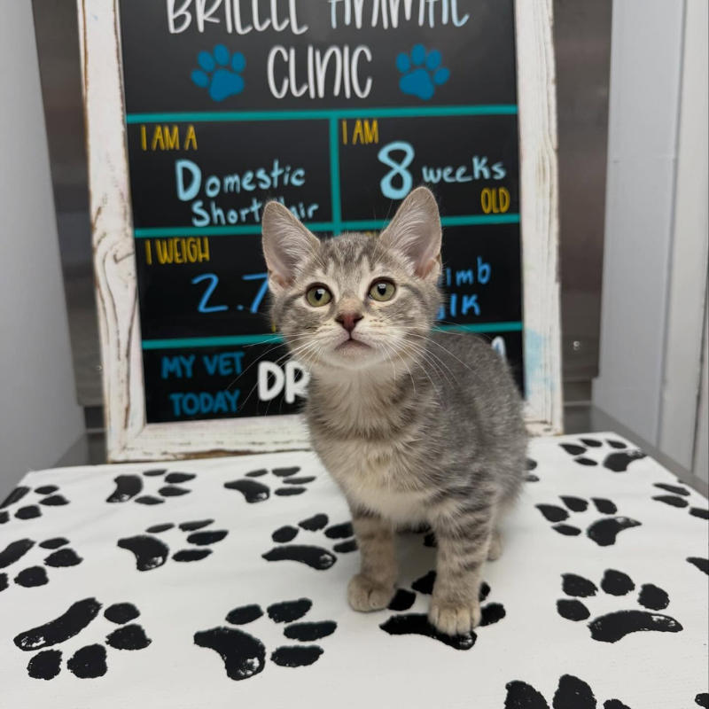 Brielle Animal Clinic